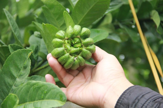 Nếu trồng sai kỹ thuật, quả phật thủ nguy cơ không phát triển, thậm chí cây bị chết. Ảnh: Ngọc Lan