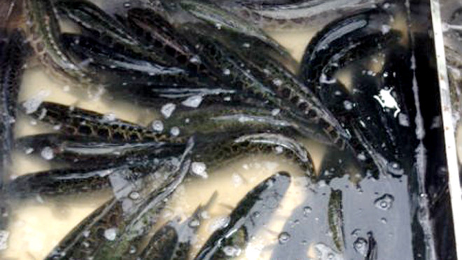 Cá quả Trung Quốc bán tại chợ Yên Sở (Hoàng Mai, Hà Nội)