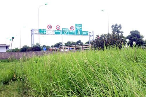 Cỏ mọc như rừng trên đại lộ Thăng Long sau lệnh dừng cắt cỏ