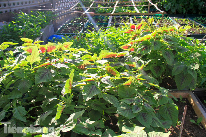 Cận cảnh vườn rau xanh tốt quanh năm ở Trường Sa