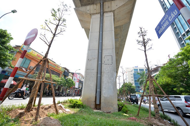 Những cây bàng Đài Loan mới được trồng trên phố Hoàng Cầu. Ảnh: VnExpress