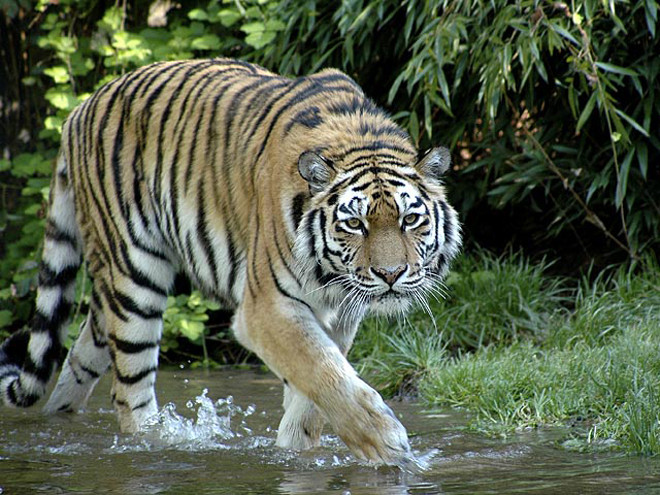 “Hổ của Putin” bơi sang Trung Quốc