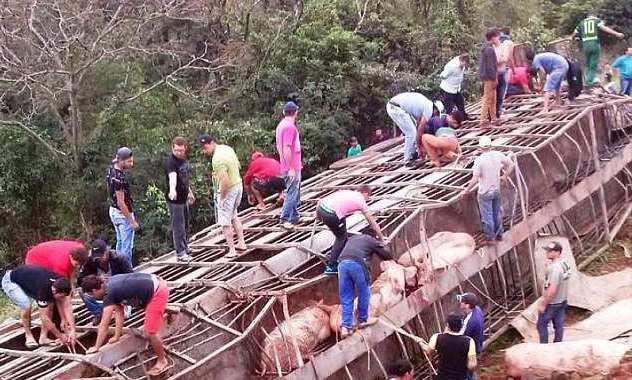 Hiện trường vụ lật xe tải chở lợn.