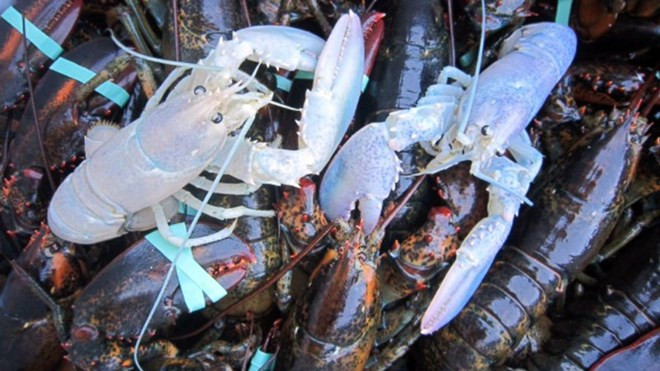 Hai con tôm hùm bạch tạng quý hiếm. Nguồn: AP