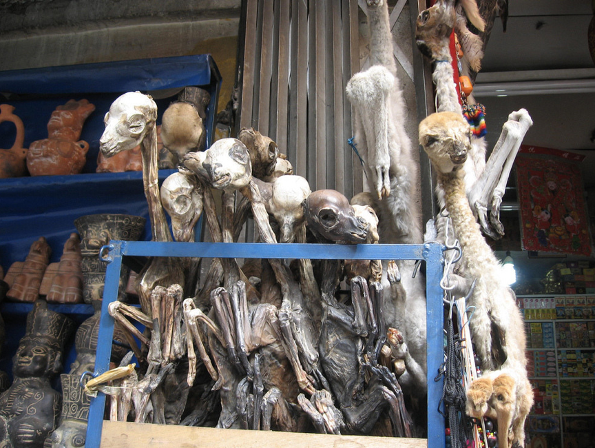 Những con lạc đà mới đẻ được phơi khô và bán tại chợ phù thuỷ. (Ảnh: National Geographic)