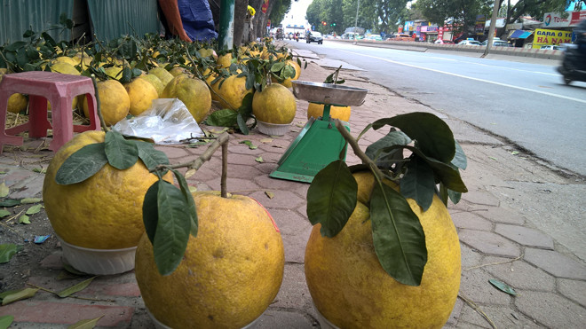 Hầu hết bưởi còn nguyên cuống, vàng óng và có các lá xanh khá đẹp, phù hợp để trưng bày ban thờ gia tiên và mâm ngũ quả ngày tết.