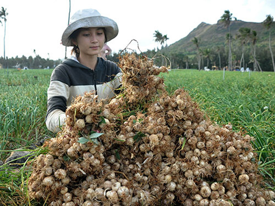 Nhà khoa học cảnh báo tỏi Lý Sơn bị tỏi voi Nhật Bản 'bóp chết'