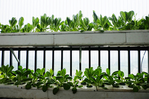 Nếu không có kinh nghiệm, bạn không nên trồng rau ở những nơi nhỏ hẹp như ban công. Ảnh minh họa: HL. 