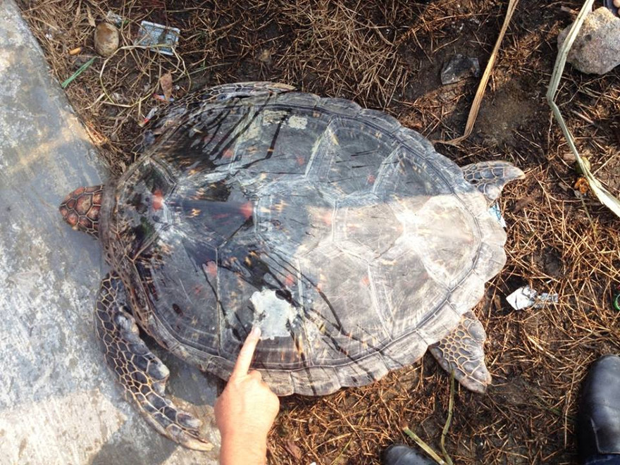 Con vích quý hiếm được phát hiện tại hồ tôm của dân thuộc thị trấn Thuận An (huyện Phú Vang, tỉnh TT-Huế).