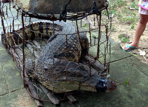 Sau khi vây bắt, người dân bàn giao cho nhà chức trách. Đây là loài cá sấu xiêm thuộc động vật quý hiếm nhóm 2A.