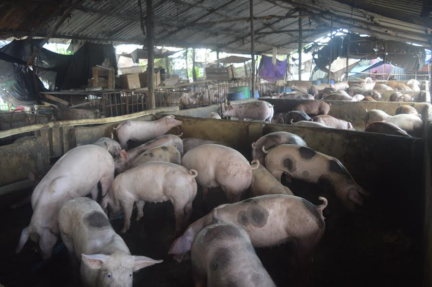 37 hộ thuê lại để mở chuồng chăn nuôi heo với gần 6.500 con heo thịt. Ảnh: Việt Văn 