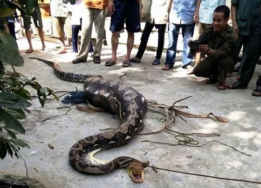 Con trăn nuốt chửng con bê bị người dân bắt được.