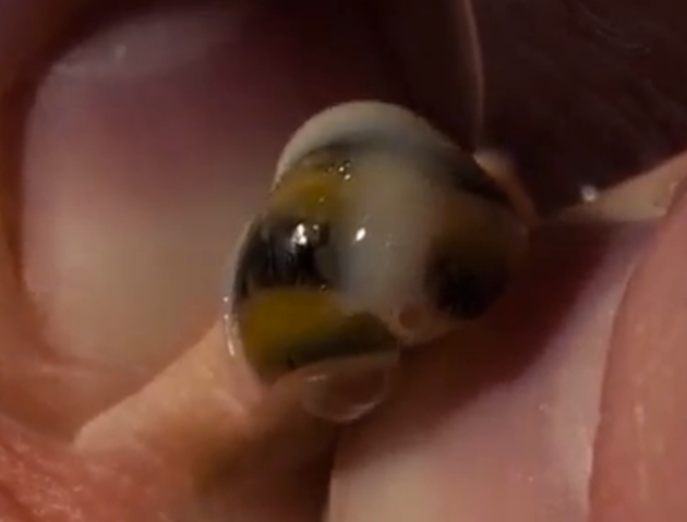 Khoảnh khắc kinh hoàng khiến cả gia đình Paul 'rùng mình' 