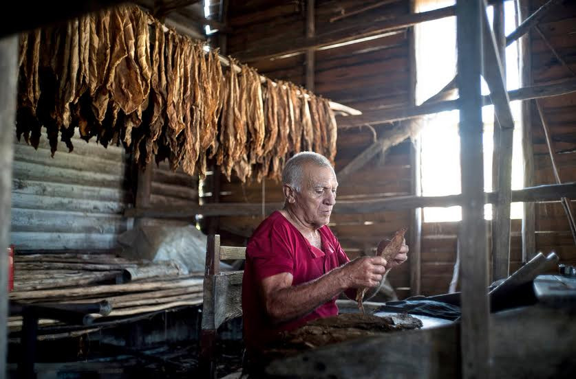 Một nghệ nhân đang thao tác với lá Cigar.