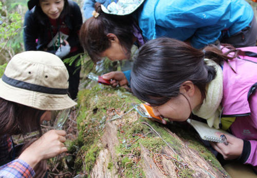 Rầm rộ trào lưu... ngắm rêu thư giãn tại Nhật Bản