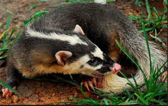 Cầy hương và rùa đất là những động vật quý, cần được bảo vệ.