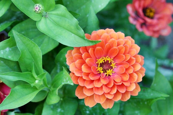 Hoa cúc Zinnia mới được 'gieo hạt' bên ngoài vũ trụ 