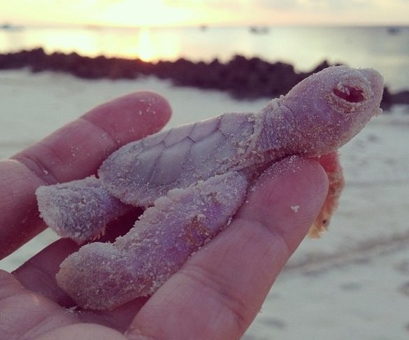 Chiêm ngưỡng rùa biển bạch tạng hiếm có