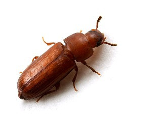 Con mọt thóc trưởng thành