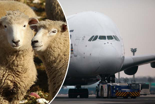 Máy bay hạ cánh khẩn cấp do...cừu 'xì hơi'