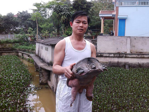 Anh Hà Tiến Hùng "khoe" con ba ba 2 năm tuổi nặng hơn 3kg. 