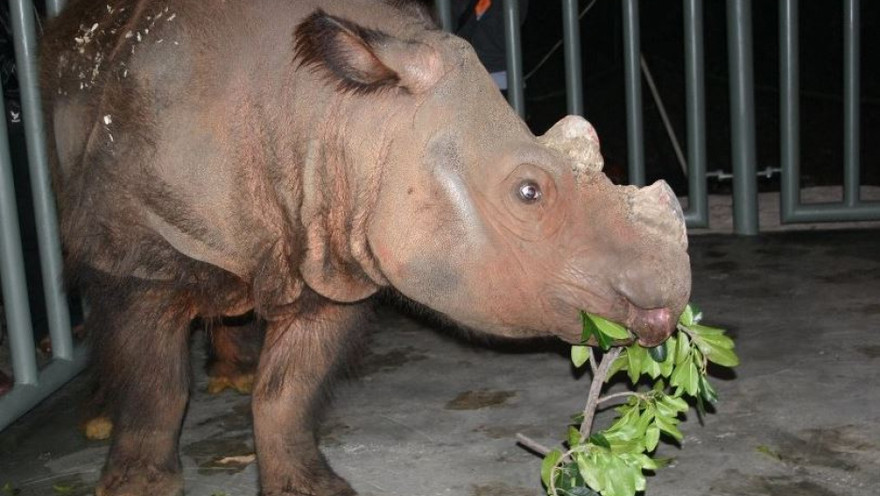 Tê giác 'ngao du' 16.500km để phối giống 