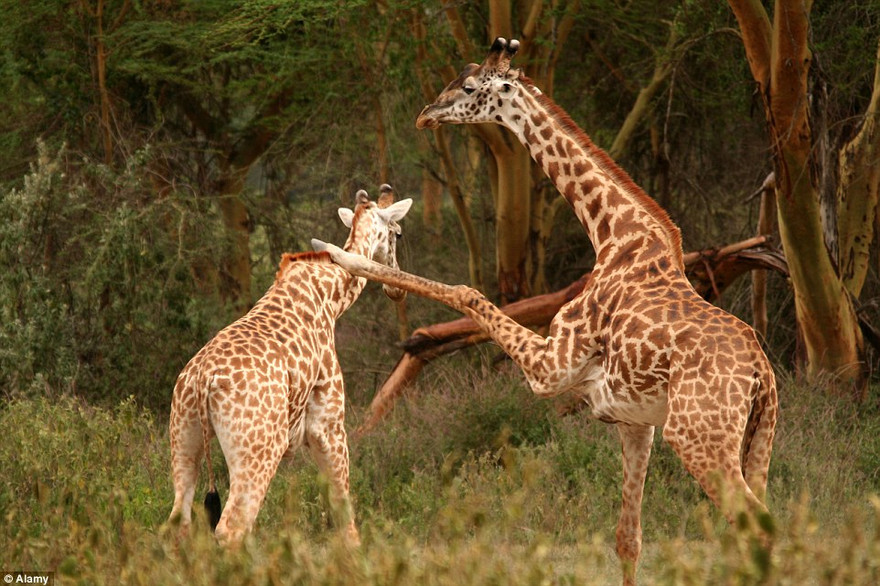 Hươu cao cổ tung 'nhất dương chỉ' tính hạ gục đồng loại 