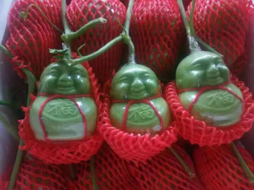 Dưa lê Thần tài "tí hon" có xuất xứ từ Trung Quốc giá dao động khoảng 35.000 - 50.000 đồng một quả