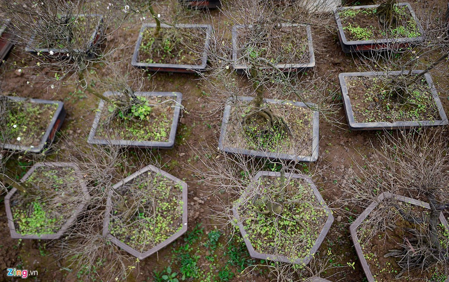 Thời điểm này, vườn mai trắng của gia đình anh Trần Tiến Dũng (Nhật Tân, Tây Hồ, Hà Nội) đã được mở bán. Mai trắng còn gọi là nhất chi mai (hoa mai nở một lần). Hiện cả 400 cây đều báo giá bán từ 1 đến 30 triệu đồng/cây, giá cho thuê thì rẻ hơn