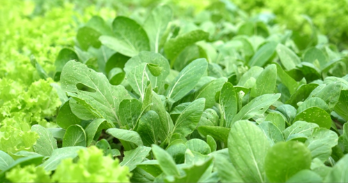 Những luống rau xanh, sạch của bà con xã Thanh Xuân, huyện Sóc Sơn, Hà Nội. Ảnh: Bizmedia