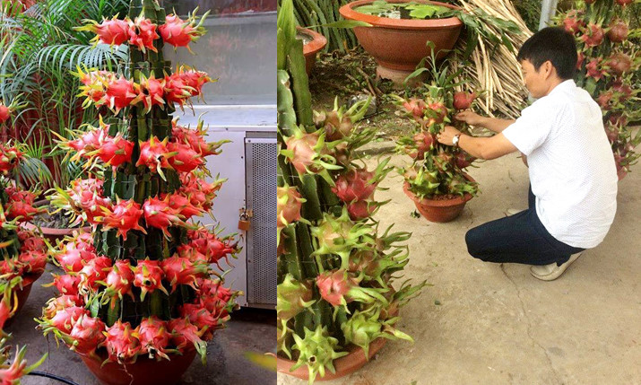 Chậu thanh long cảnh loại khủng 168 quả có giá sỉ không dưới 5 triệu đồng/cây (ảnh trái) và Anh Vinh (Kiên Giang) đang chăm sóc những chậu thanh long cảnh của mình