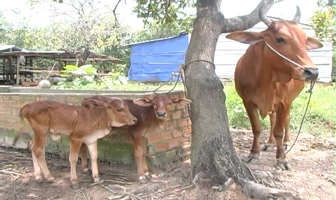 Hai con bê sinh đôi.