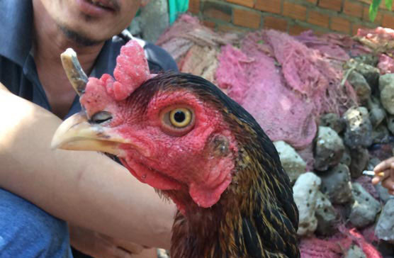 Đổ xô xem gà mái mọc sừng như… tê giác ở Khánh Hòa