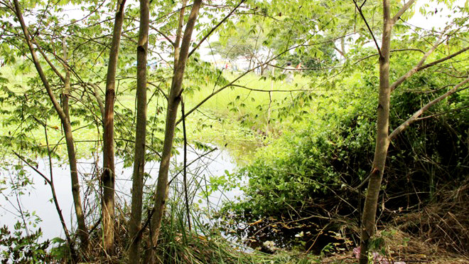 Mé nước trong bụi rậm, nơi phát hiện thi thể bé Tấn