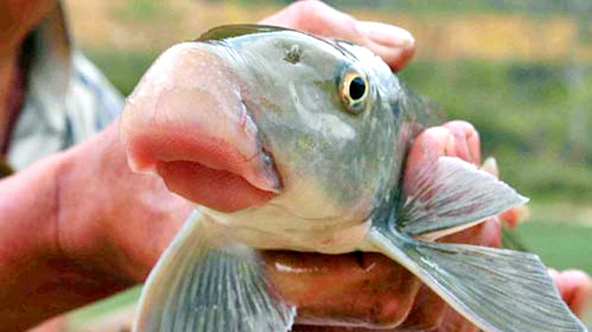 Cá anh vũ có mõm giống như mõm lợn. Ảnh minh hoạ IT 