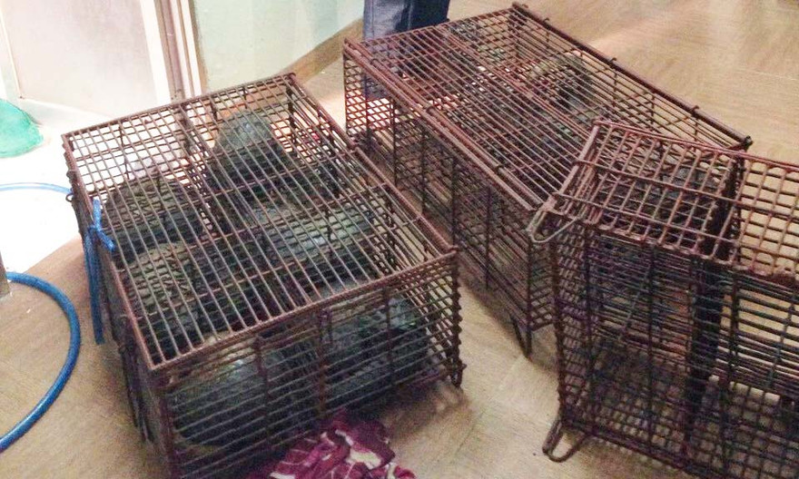 Gần chục con tê tê được Dung cất giấu trong nhà. Ảnh CA cung cấp.