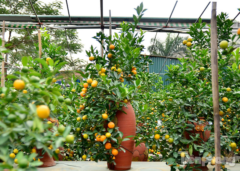 Hàng độc quất bonsai giá chục triệu cho thuê chơi Tết 