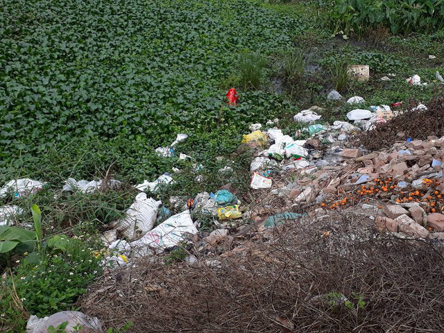 Những con gà Đông Tảo chết được người dân cho vào bao tải và vứt bừa bãi ra môi trường, gây ô nhiễm và nguy cơ lây lan mầm bệnh rất lớn.