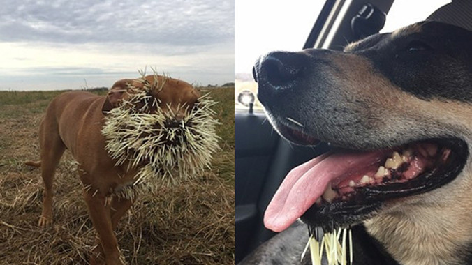 Mahalo (trái) và Soliah (phải), bị lông nhím cắm đầy mặt. Ảnh: Buzz Feed.