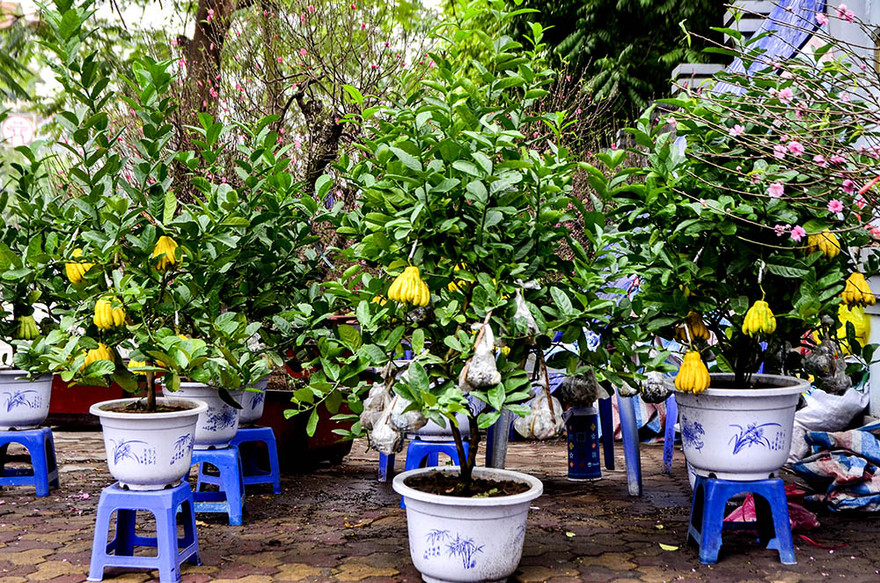 Theo người bán hàng, những cây phật thủ mini này có nguồn gốc từ Đắc Sở (Hoài Đức, Hà Nội).
