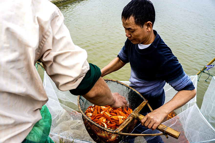 Với người dân miền Bắc, cá chép đỏ là vật không thể thiếu trong lễ cúng ông Công, ông Táo (ngày 23 tháng Chạp âm lịch). 
