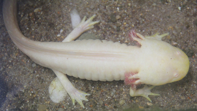 Điểm đặc biệt là có 6 sừng 2 bên đầu.