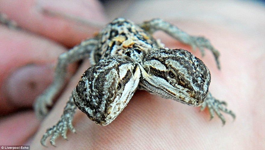 "Quái vật" thằn lằn hai đầu cực hiếm gặp.