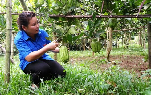 Nữ Phó Bí thư Đoàn Phạm Thị Xuyến bên vườn phật thủ trĩu quả.