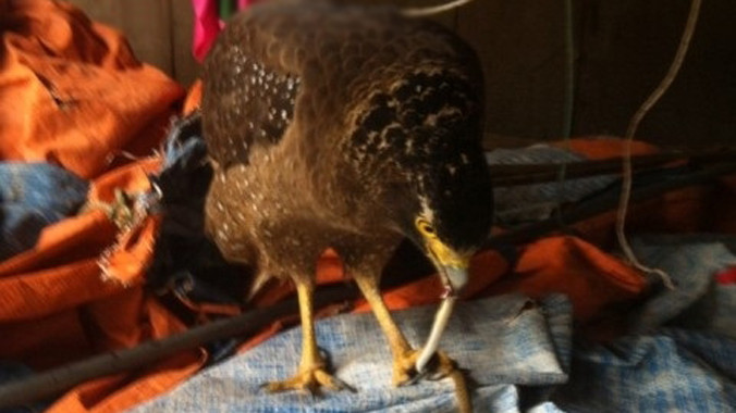 Tha mồi (rắn) về "tổ".