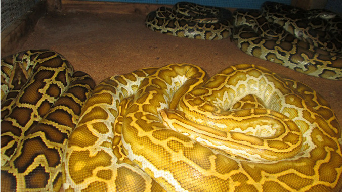 Trăn đột biến có giá “nghìn đô” ở miền Tây