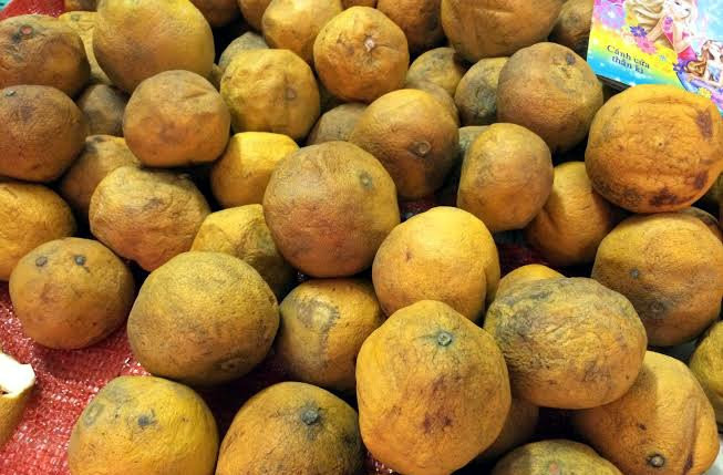 Chị Châu cho biết, số bưởi tồn lại đã xuống nước hết, nếu một tuần nữa không bán hết sẽ phải đổ bỏ.