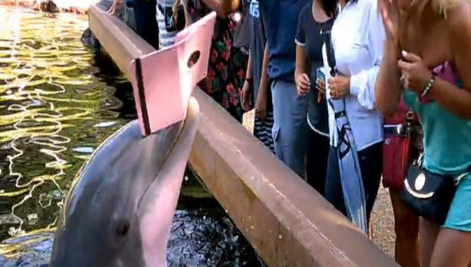 Cá heo giật iPad của khách đang chụp hình