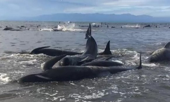 Xác cá voi mắc cạn trên bờ biển Farewell Spit.