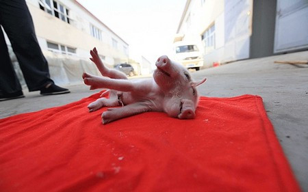 Chú heo không thể đứng vững do phần đầu quá to.